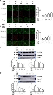 Cryptotanshinone protects <mark class="highlighted">skin cells</mark> from ultraviolet radiation-induced photoaging via its antioxidant effect and by reducing mitochondrial dysfunction and inhibiting apoptosis